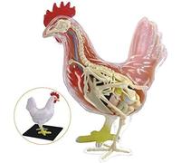 Modello anatomico animale Modello anatomico di pollo staccabile 32 parti anatomiche scientifiche di animali for modello di educazione medica in biologia animale