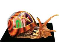 Modello Anatomico Animale - Modello Anatomico Visivo 4d Lumache - 32 Organi Staccabili E Parti del Corpo Modello Anatomico - per Biologia Modello Didattico Medico Animale