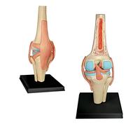 Modello anatomico articolare del ginocchio - 19 parti staccabili Modello di insegnamento medico - Modello anatomico del ginocchio - per aiuto medico educativo