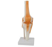 Modello Anatomico 'Articolazione del Ginocchio Umano In Scala 1:1 Risorse D3988