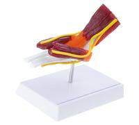 Modello Anatomico Articolazione Del Gomito Destro Muscoloso Nervi Muscolari Anatomici Per La Formazione Didattica Professionale Umana