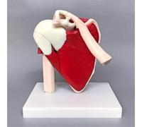 Modello anatomico avanzato dell'articolazione della spalla muscolosa. Lo scheletro di anatomia medica mostra la muscolatura completa della spalla dalla cuffia dei rotatori ai muscoli sottoscapolari.