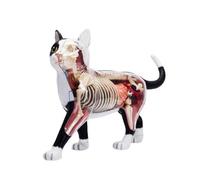 Modello anatomico bianco nero 4D di simulazione di intelligenza che assembla il giocattolo che insegna il modello di anatomia per l'aula