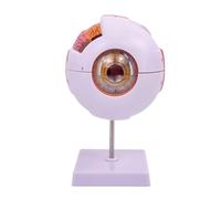 Modello anatomico bulbo oculare per studi sulle malattie degli occhi 6X Modello di anatomia dell'occhio umano Modello di anatomia degli occhi Organi umani Prop di insegnamento Bulbo oculare Modello di