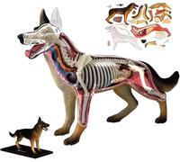Modello anatomico canino 4D con 29 parti biologiche rimovibili, modello anatomico veterinario per l'educazione animale, la dimostrazione didattica e la formazione veterinaria