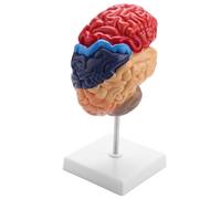Modello anatomico cerebrale Anatomia 1:1 Metà cervello Tronco encefalico Materiale didattico for laboratorio
