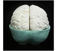 Modello anatomico cerebrale - Modello di Anatomia cerebrale Umana Staccabile - Modello cerebrale di Anatomia dell'organo Umano - per Lo Studio Mostra Il Modello di insegnamento