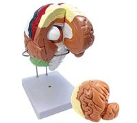 Modello anatomico, Cervello umano ingrandito 2Ve con istruzioni for l'etichettatura e