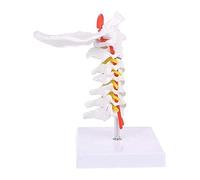 Modello anatomico Colonna cervicale Umana, Tipo massaggiatore spinale, Insegnante Medico, Alimentazione degli Animali, Modello Scheletro l'aula