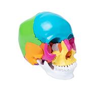 Modello anatomico colorato del cranio umano a grandezza naturale 3 parti di scheletro della testa di anatomia per l'apprendimento medico