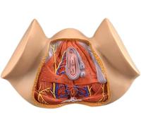 Modello anatomico colorato del perineo femminile - Anatomia ginecologica a grandezza naturale for uso sanitario, sussidi didattici e didattici