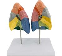 Modello anatomico colorimetrico del segmento polmonare con struttura chiara e partizione digitale etichettata e colorata Modello del polmone del sistema respiratorio Modello del polmone umano