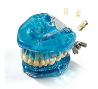 Modello anatomico con denti rimovibili, modello di impianto dentale, modello di tipodonto dentale con 28 denti staccabili per scopi didattici.(blue)