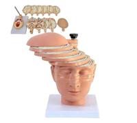 Modello anatomico con sezione trasversale del cervello umano con ID digitale, stampo for risonanza magnetica TC, 12 pezzi