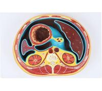 Modello anatomico con sezione trasversale toracica e addominale, modello didattico con sezione orizzontale con vertebre toraciche, fegato, intestino e muscoli