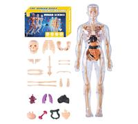 Modello anatomico corpo umano 3D - Torso umano anatomia assemblaggio, giocattolo educativo scientifico per educatori, apprendimenti, casa, scuola