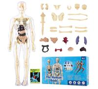 Modello Anatomico Corpo Umano, ZoneYan Modello di Anatomia per Bambini, Scheletro Anatomico, Educativo Interattivo di Scheletro per Studenti, Scienza Educazione