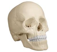 Modello Anatomico, Cranio Osteopatia, 22 Pezzi