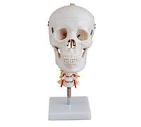 Modello anatomico Cranio per Ricerca scientifica con modalità Vertebra cervicale Include 7 Vertebre cervicali Midollo spinale Nervi cervicali Arterie vertebrali Arterie basilari e Anatomia c