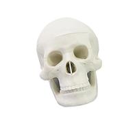Modello anatomico cranio umano in PVC in 1: 2 con 17 parti staccabili Modello anatomico della testa scheletro per l ' insegnamento in ranio umano