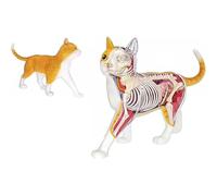 Modello anatomico degli organi interni del gatto calico, modello di scheletro e anatomia del gatto soriano arancione in 4 dimensioni - da collezione di qualità con organi e parti del corpo