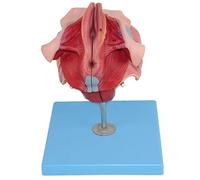 Modello anatomico degli organi riproduttivi Femminili Sezione mediosagittale, organi pelvici e perineo Femminile Totale