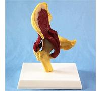 Modello anatomico degli organi umani, incluso il modello dell'articolazione dell'anca umana, che riflette la relazione tra femore, bacino e muscoli umani.