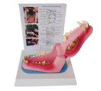 Modello Anatomico Dei Denti Del Cane, Modello Dente Cane Malato Con Infiammazione Gengivale, Anatomia Dello Scheletro Canino For L'insegnamento Veterinario, Demo Della Clinica For Animali Domestici