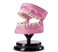 Modello anatomico dei denti - Modello di denti dentali - Modello anatomico della struttura dei denti umani - Modello di denti di anatomia dentale - Modello dimostrativo didattico dei denti