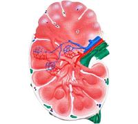 Modello anatomico dei linfonodi, simulazione di ingrandimento dei linfonodi umani, per studio e insegnamento, display fronte/retro con struttura interna trasparente, design realistico