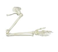 Modello anatomico dei medici Scheletri del braccio di scheletro umano Studio a grandezza naturale Scheletro dell'articolazione umana Modello anatomico