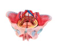 Modello Anatomico Dei Muscoli Dei Vasi Del Bacino Femminile 1: 1 con Organi