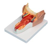 Modello anatomico dei muscoli della parete faringea umana a grandezza naturale, modello dell'organo della gola in scala 1:1 for l'istruzione medica e la formazione Umana Modello