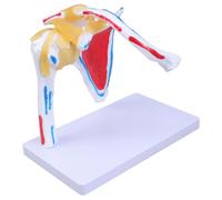 Modello anatomico dei muscoli dell'articolazione della spalla umana Modello di anatomia dell'articolazione della spalla muscolosa per l'insegnamento Ricerca Impostazioni cliniche Anatomico