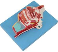 Modello anatomico dei vasi sanguigni e dei nervi orale nasale e della | Anatomia degli organi umani e materiale in PVC for l'insegnamento e la ricerca