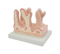 Modello anatomico dei villi intestinali umani, sussidio didattico, modello anatomico dei villi del colon for lo studio delle malattie, modello di organi anatomici