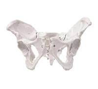 Modello anatomico del bacino femminile, osso dell'anca del PVC a grandezza naturale con articolazioni mobili, perfetto per l'insegnamento e l'educazione medica