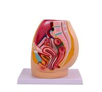 Modello anatomico del bacino femminile - Sezione sagittale mediana con utero, legamenti, vasi, nervi, pavimento pelvico per educazione medica e formazione sulla salute delle donne