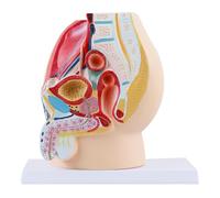 Modello anatomico del bacino femminile - Sezione sagittale mediana con utero, legamenti, vasi, nervi, pavimento pelvico per educazione medica e formazione sulla salute delle donne