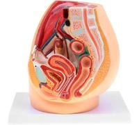 Modello Anatomico del Bacino Femminile, Sezione Sagittale Mediana, Prostatite Ginecologica con Legamenti, Vasi, Nervi, Pavimento Pelvico E Organi, per Sussidi Formativi per L'educazione Medica