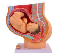 Modello anatomico del bacino in gravidanza con feto rimovibile per l'educazione del parto e l'insegnamento ostetricia