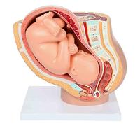 Modello anatomico del bacino in gravidanza per l'insegnamento ostetrico, comprendente un modello di feto a termine rimovibile, l'anatomia della placenta e oltre 40 punti di riferimento anatomici.