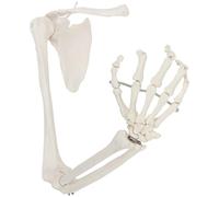 Modello anatomico del braccio Modello di scheletro del braccio umano Braccio anatomico a grandezza naturale Include tutte le ossa del braccio più la clavicola for l'insegnamento medico