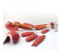 Modello Anatomico Del Braccio Muscoloso A Grandezza Naturale, Modello Anatomico Del Braccio Sinistro, Modello Anatomico Del Braccio Muscoloso Che Mostra I Muscoli Della Spalla, Del Braccio E Della Ma