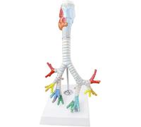 Modello anatomico del bronco polmonare, modello anatomico del sistema respiratorio umano, modello laringe, trachea e bronchi a grandezza naturale in 3 parti, struttura trasparente