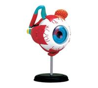 Modello anatomico del bulbo oculare, modello anatomico dell'orbita dell'occhio umano, anatomia medica delle palpebre, 32 schermi orbitali for l'insegnamento assistito del modello oculare