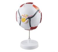 Modello anatomico del bulbo oculare per l'educazione scientifica, struttura dell'occhio umano ingrandita 6x/3x con parti staccabili, occhio di simulazione in PVC per (6 volte)