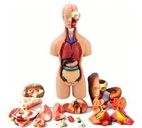 Modello anatomico del busto da 55 cm con organi interni, per insegnamento e | Modello anatomico del corpo umano con organi interni a scopo didattico - Ideale per insegnare anatomia e biologia