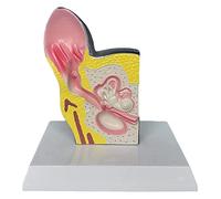 Modello anatomico del busto e dello scheletro - Modello anatomico dell'orecchio di cane canino per la biologia e l'educazione medica