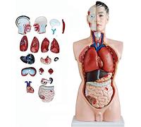 Modello anatomico del busto maschile 85 cm organi interni per l'apprendimento dello scheletro a grandezza naturale può essere sezionato in 19 parti per studenti di medicina studio educazione